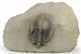 Spiny Cyphaspis Trilobite - Chocolate Brown Shell #248764-3